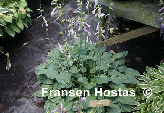 Hosta Kiwi Jordan